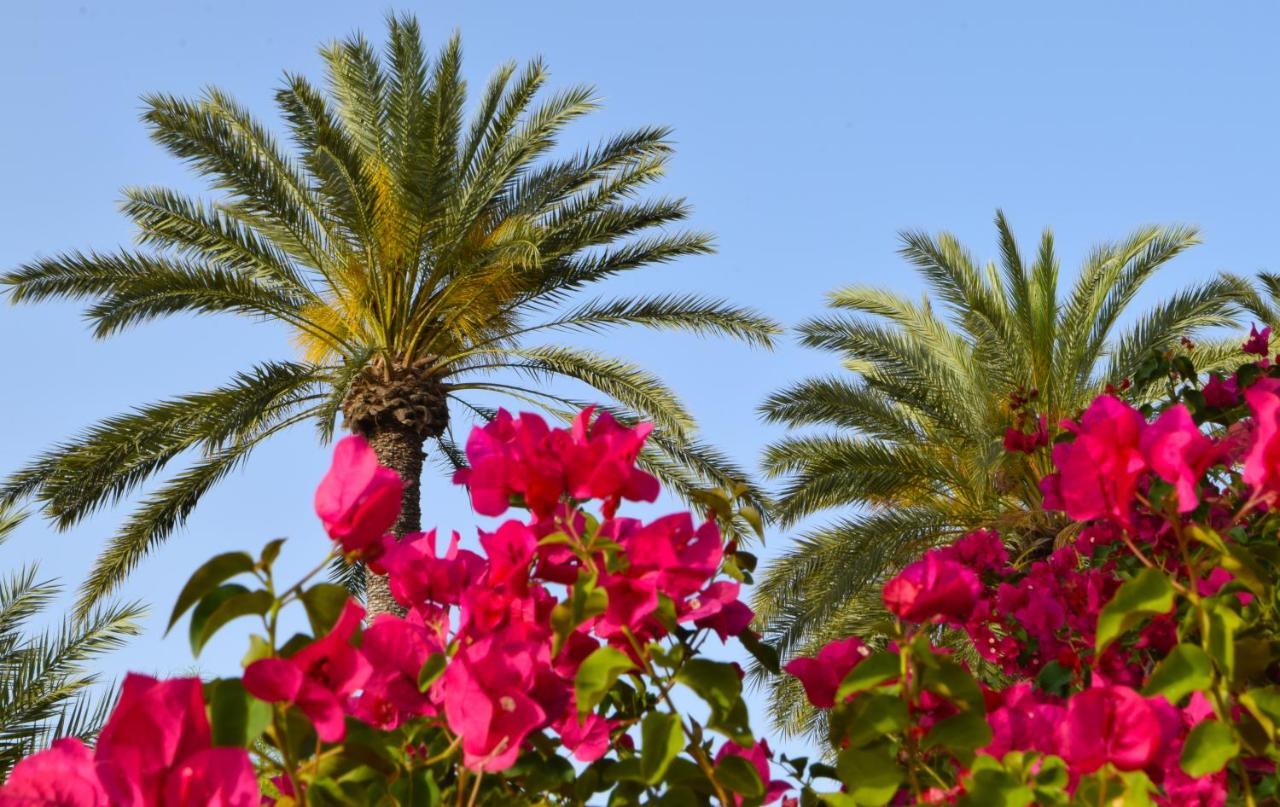 Golden Palms Guest House & Cafe Фамагуста Экстерьер фото